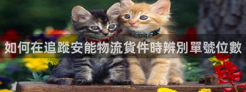 加拿大28圈数字规则：如何在追蹤安能